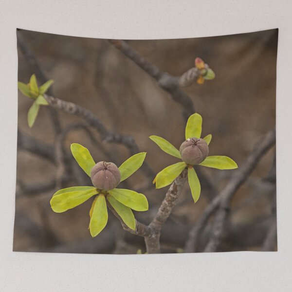 Item preview, Fruits of Balsam Spurge (Euphorbia balsamifera) - Tenerife Flora designed and sold by xophotography.