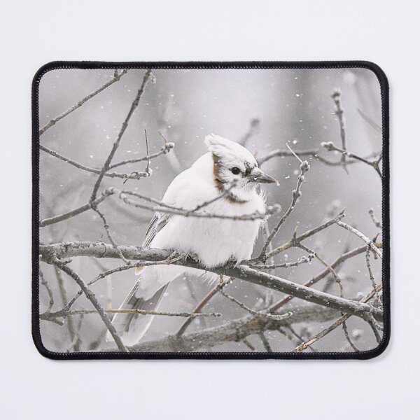 Item preview, Rare White Blue Jay  designed and sold by NicoleFrederick.