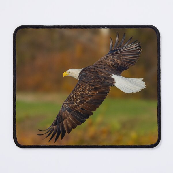 Item preview, Soaring eagle designed and sold by FlyingLilly.