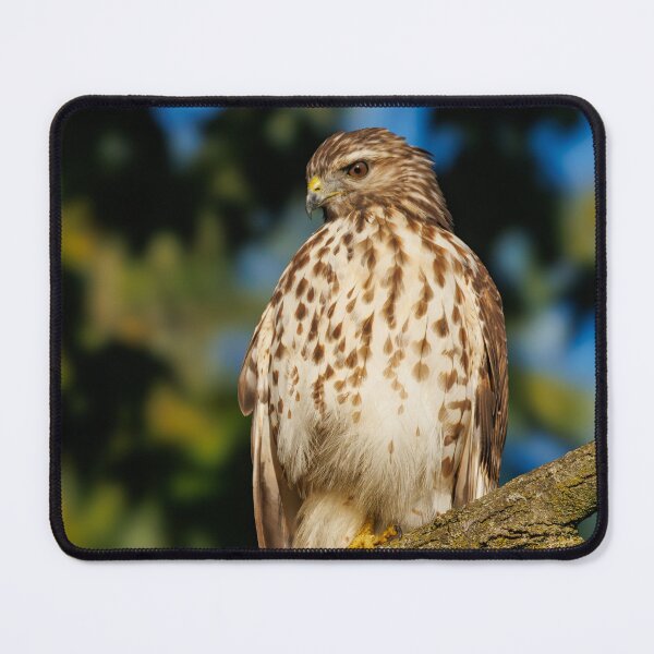 Item preview, Red Tail hawk designed and sold by FlyingLilly.