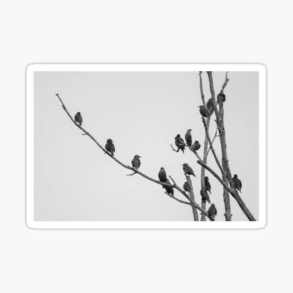 Item preview, Starlings designed and sold by FlyingLilly.