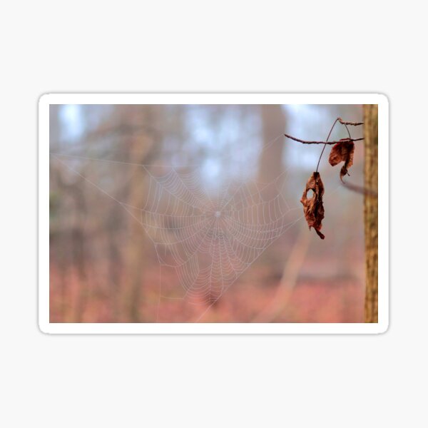 Item preview, Webs designed and sold by Parks and X.