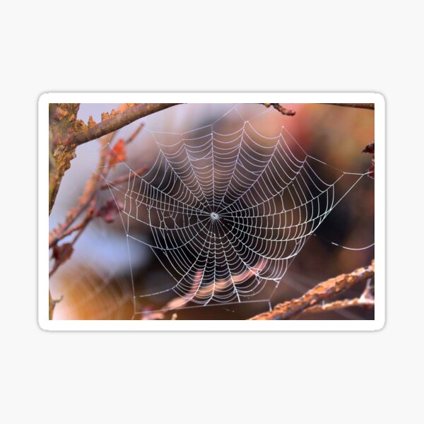 Item preview, Spider webs designed and sold by Parks and X.