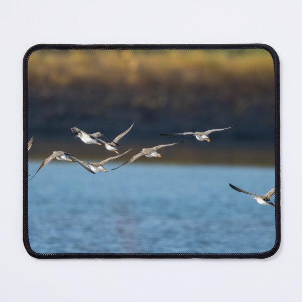 Item preview, Shore birds in flight designed and sold by FlyingLilly.
