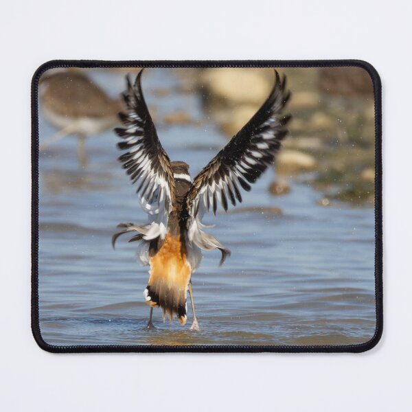Item preview, Killdeer bathing designed and sold by FlyingLilly.