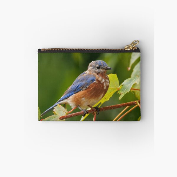Item preview, Eastern Bluebird designed and sold by FlyingLilly.