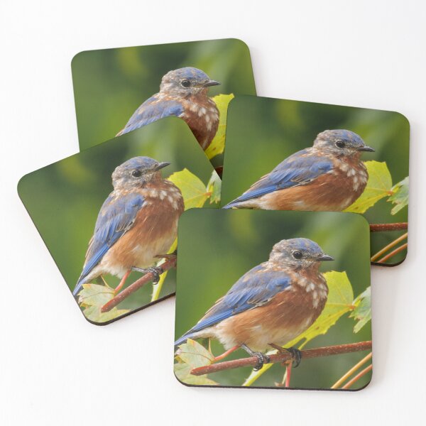 Item preview, Eastern Bluebird designed and sold by FlyingLilly.