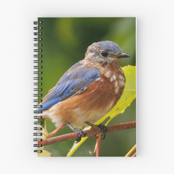 Item preview, Eastern Bluebird designed and sold by FlyingLilly.