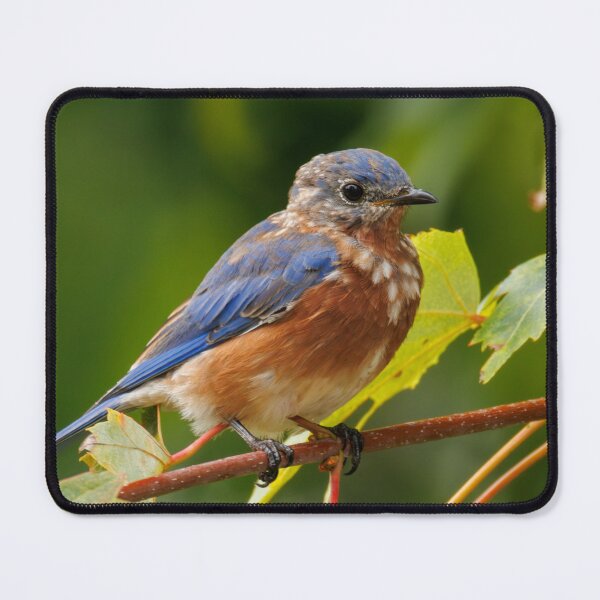 Item preview, Eastern Bluebird designed and sold by FlyingLilly.