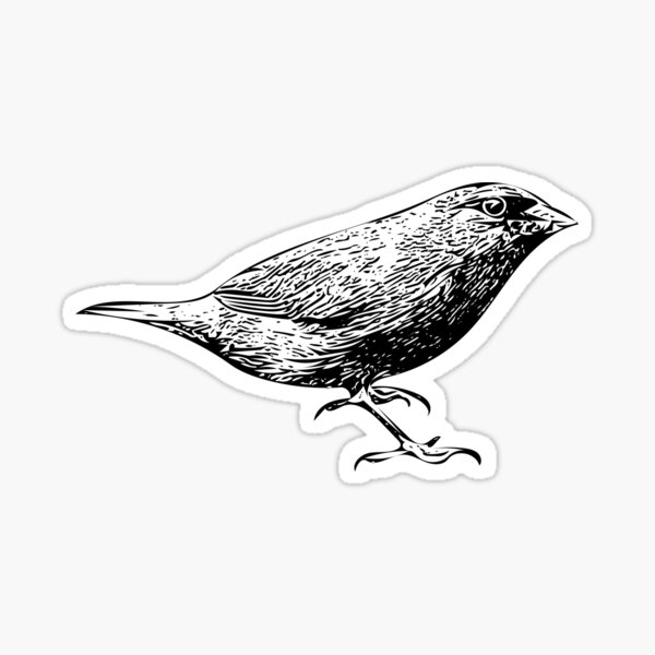 Item preview, Blue-faced Parrot-Finch Black Design  designed and sold by designsasstultd.