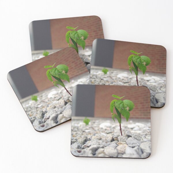Item preview, A Spider's Unexpected Garden designed and sold by tekmagika.