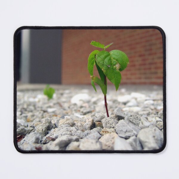 Item preview, A Spider's Unexpected Garden designed and sold by tekmagika.