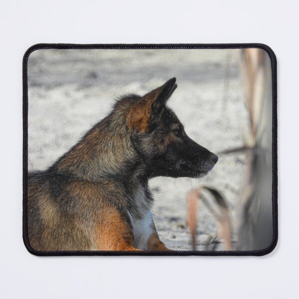 Item preview, Dingo in the wild! designed and sold by BigDesertDingo.