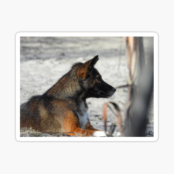 Dingo in the wild! Sticker