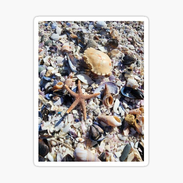 Item preview, Collection of shells with a seastar designed and sold by ThatsAnna.