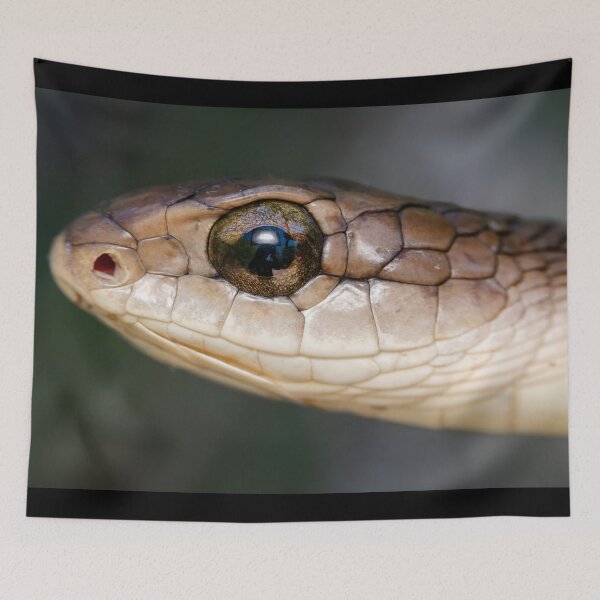 Item preview, Boomslang (Dispholidus typus) designed and sold by Pixel Press Prints.