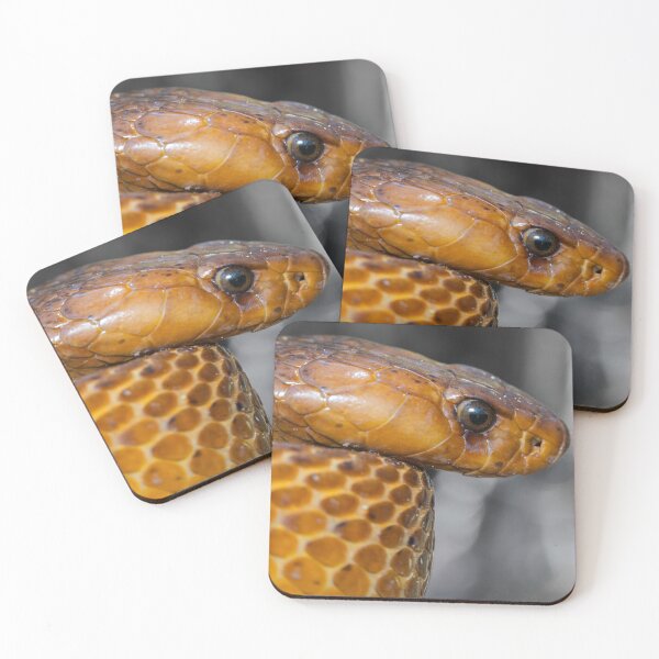Item preview, Cape Cobra (Naja nivea) designed and sold by Pixel Press Prints.