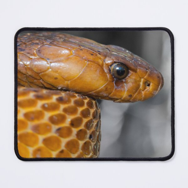 Item preview, Cape Cobra (Naja nivea) designed and sold by Pixel Press Prints.