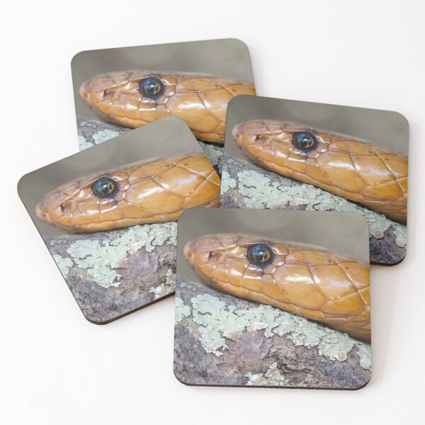 Item preview, Cape Cobra (Naja nivea) designed and sold by Pixel Press Prints.