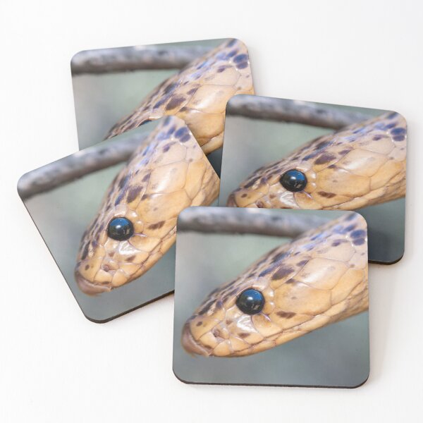 Item preview, Cape Cobra (Naja nivea) designed and sold by Pixel Press Prints.
