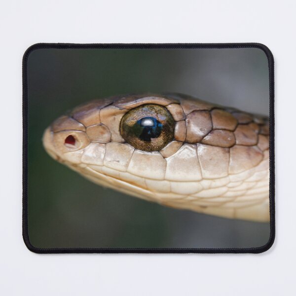 Item preview, Boomslang (Dispholidus typus) designed and sold by Pixel Press Prints.