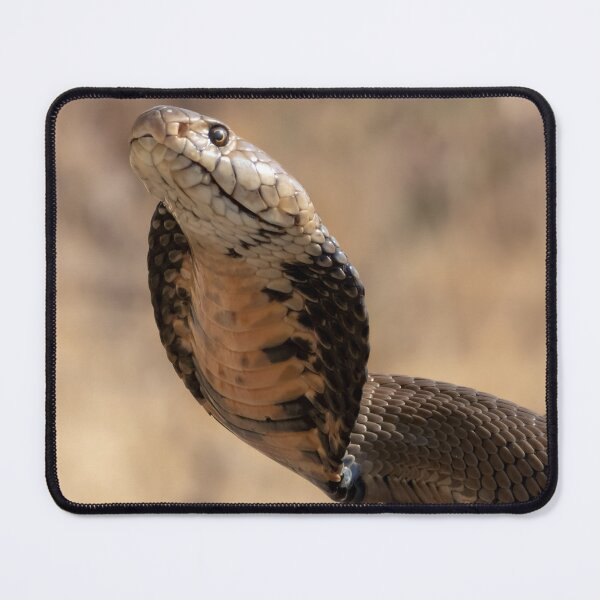 Item preview, Mozambique Spitting Cobra (Naja mossambica) designed and sold by Pixel Press Prints.