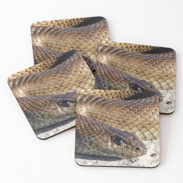 Item preview, Mole Snake (Pseudaspis cana) designed and sold by Pixel Press Prints.