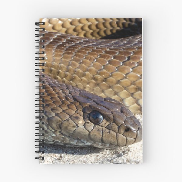 Item preview, Mole Snake (Pseudaspis cana) designed and sold by Pixel Press Prints.