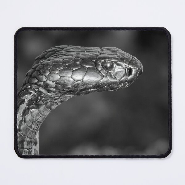 Item preview, Black Spitting Cobra (Naja nigricincta woodi) designed and sold by Pixel Press Prints.