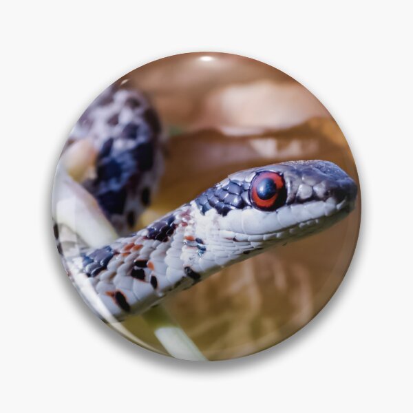 Item preview, Spotted Skaapsteker (Psammophylax rhombeatus) designed and sold by Pixel Press Prints.