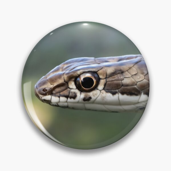 Item preview, Karoo Sand Snake (Psammophis notostictus) designed and sold by Pixel Press Prints.