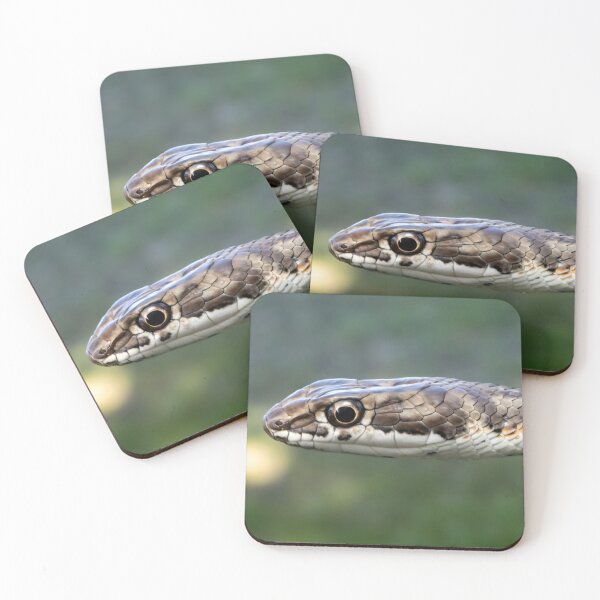 Item preview, Karoo Sand Snake (Psammophis notostictus) designed and sold by Pixel Press Prints.