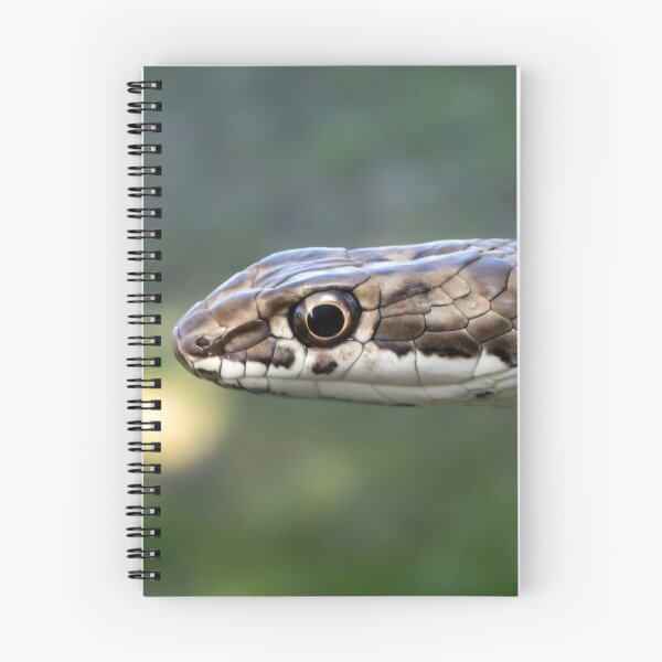 Item preview, Karoo Sand Snake (Psammophis notostictus) designed and sold by Pixel Press Prints.