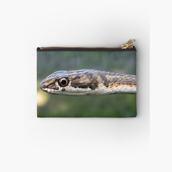 Item preview, Karoo Sand Snake (Psammophis notostictus) designed and sold by Pixel Press Prints.