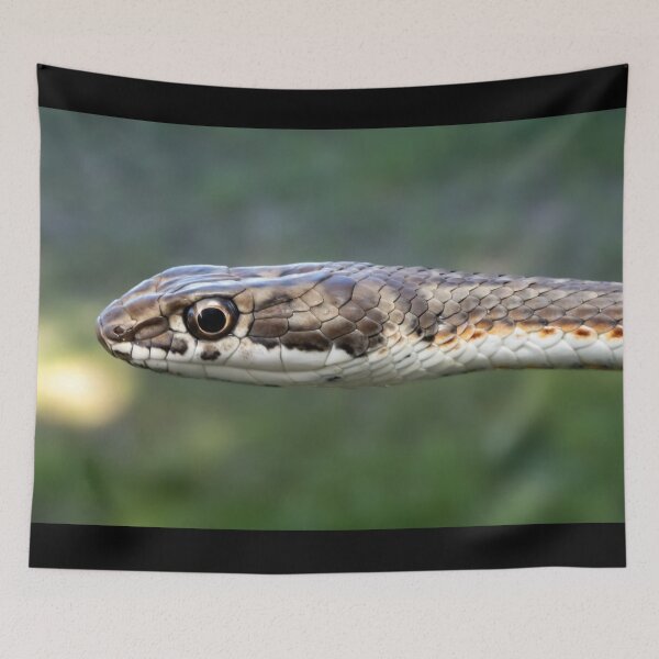 Item preview, Karoo Sand Snake (Psammophis notostictus) designed and sold by Pixel Press Prints.