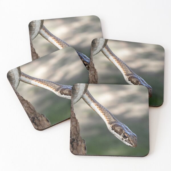 Item preview, Karoo Sand Snake (Psammophis notostictus) designed and sold by Pixel Press Prints.