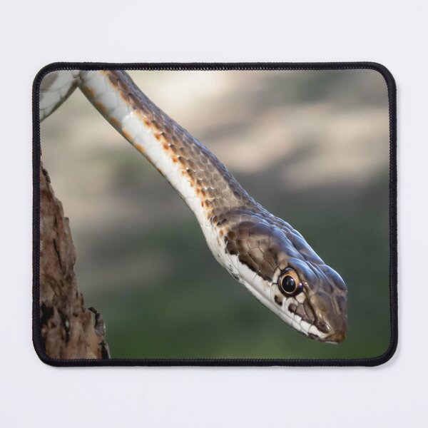 Item preview, Karoo Sand Snake (Psammophis notostictus) designed and sold by Pixel Press Prints.