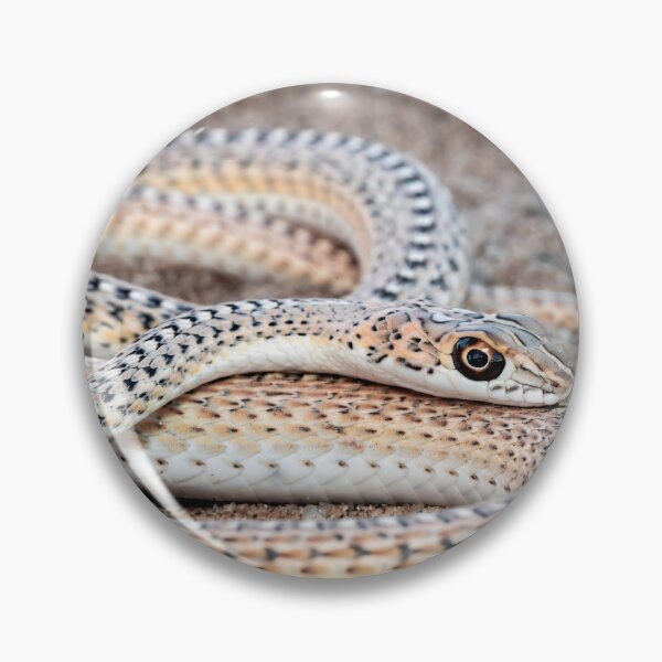 Item preview, Namib Sand Snake (Psammophis namibensis) designed and sold by Pixel Press Prints.