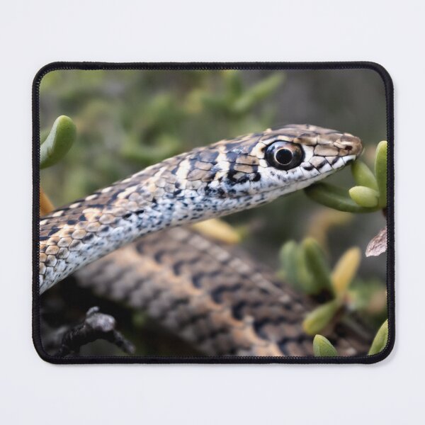 Item preview, Cape Sand Snake (Psammophis leightoni) designed and sold by Pixel Press Prints.