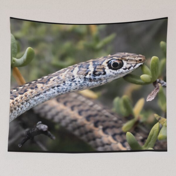 Item preview, Cape Sand Snake (Psammophis leightoni) designed and sold by Pixel Press Prints.