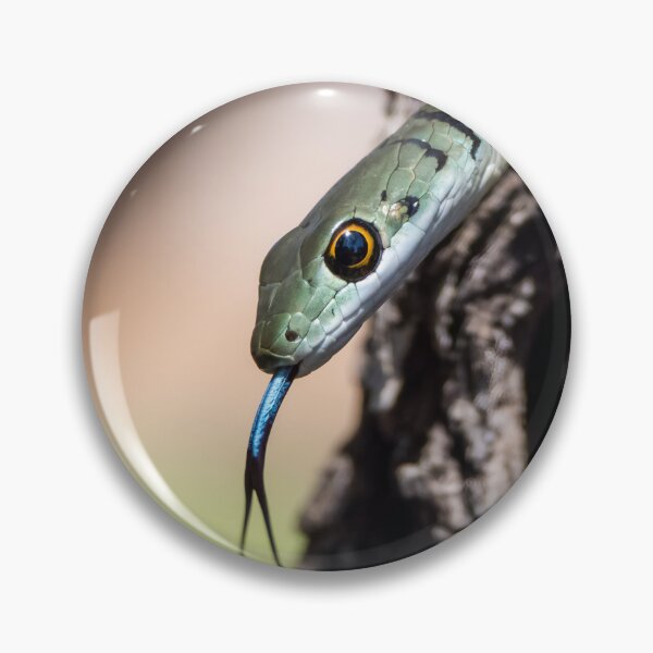 Item preview, Spotted Bush Snake (Philothamnus semivariegatus) designed and sold by Pixel Press Prints.