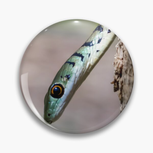 Item preview, Spotted Bush Snake (Philothamnus semivariegatus) designed and sold by Pixel Press Prints.