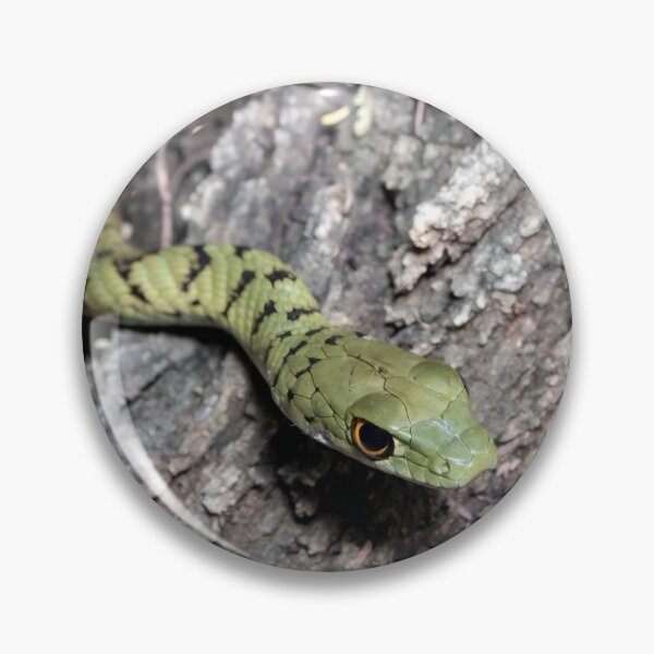 Item preview, Spotted Bush Snake (Philothamnus semivariegatus) designed and sold by Pixel Press Prints.