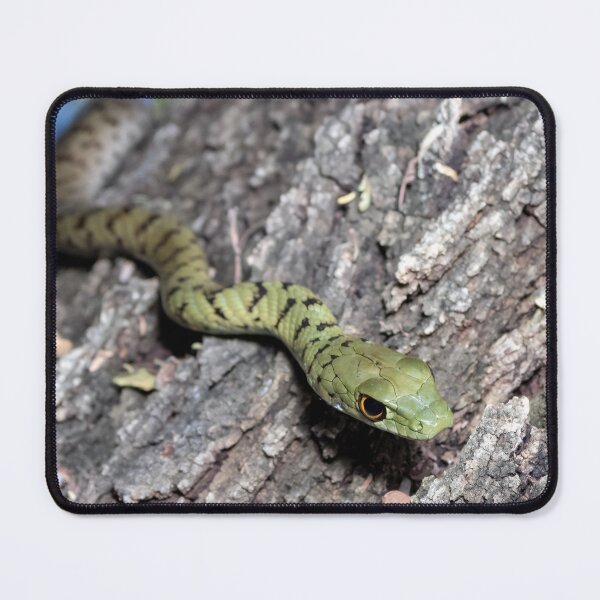 Item preview, Spotted Bush Snake (Philothamnus semivariegatus) designed and sold by Pixel Press Prints.