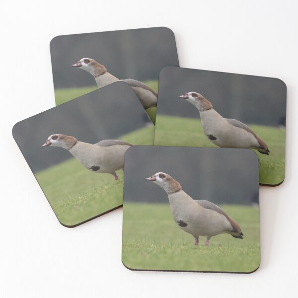 Item preview, Egyptian Goose designed and sold by LaurenTucker.