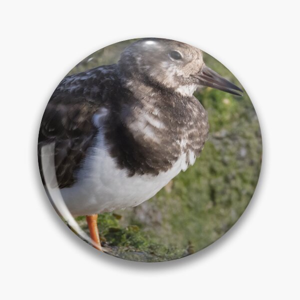 Item preview, Turnstone designed and sold by LaurenTucker.