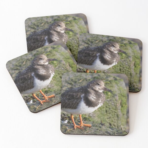Item preview, Turnstone designed and sold by LaurenTucker.