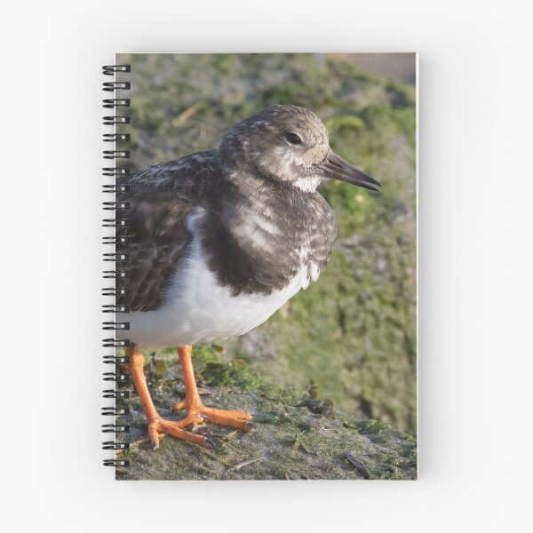 Item preview, Turnstone designed and sold by LaurenTucker.