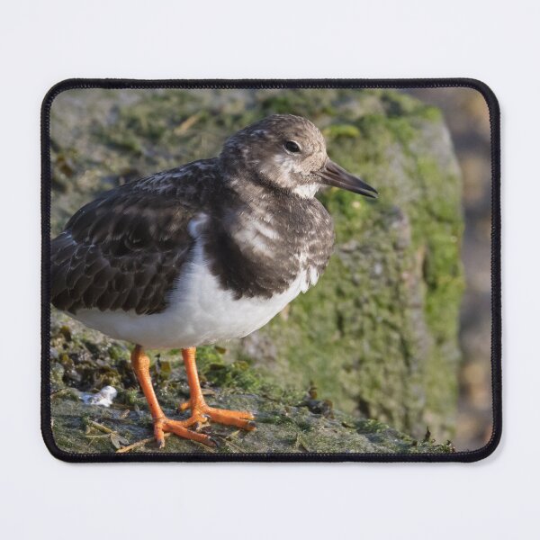 Item preview, Turnstone designed and sold by LaurenTucker.