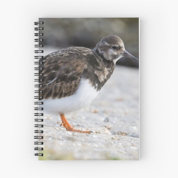 Item preview, Turnstone designed and sold by LaurenTucker.